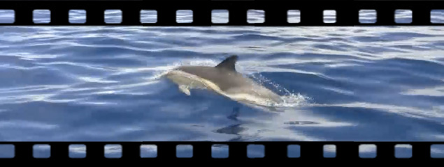 Gemeine Delphine vor Pico (Azoren)