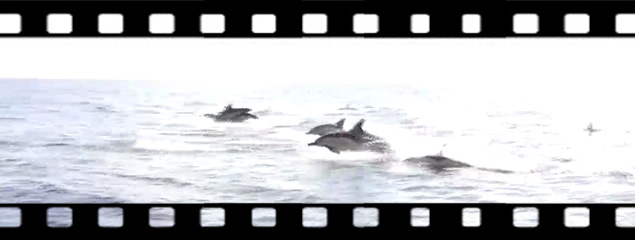 Delphine im Gegenlicht