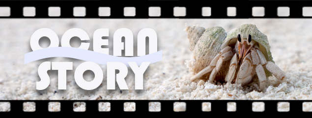 Film: Ocean Story – A Coconut’s Journey