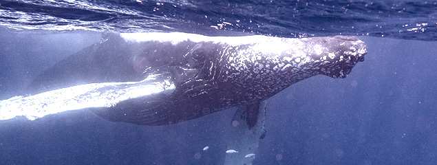 Reisebericht: Schnorcheln mit Buckelwalen