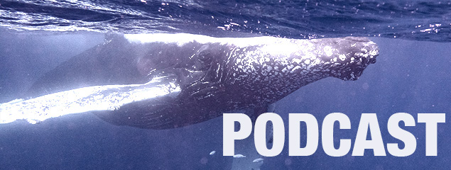 Podcast – Die Buckelwale der Silverbank