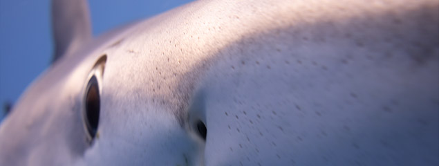Blauhaie und Mobulas auf den Azoren