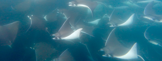 Sea of Cortez – auf Tuchfühlung mit Mobulas, Seelöwen, Buckelwalen und Delphinen Sea of Cortez – auf Tuchfühlung mit Mobulas, Seelöwen, Buckelwalen und Delphinen